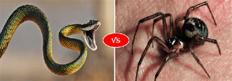 The western black widow, a native species, is widespread, and is the spider posing the greatest potential envenomation threat to humans in the western united states. Black Widow Spider vs Snake fight comparison- who will win?