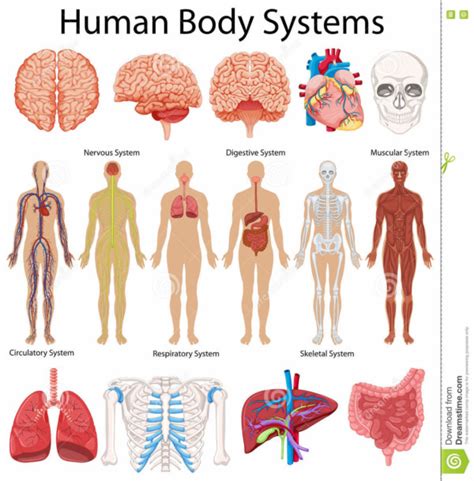 Sistemas Del Cuerpo Humano Para Niños 80 Imágenes E Información
