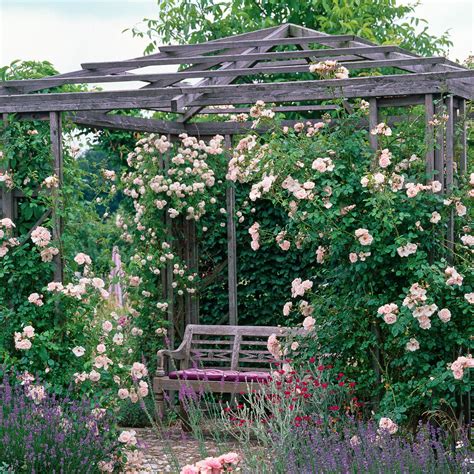 Create A Beautiful Cottage Rose Garden In Your Backyard Tips And Ideas