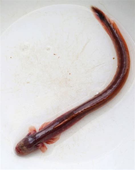 Alien Chestburster Type Rare Purple Eel Goby Spotted In China Irish