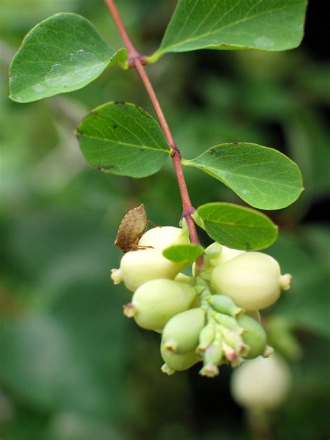 Snowberry Symphoricarpos Albus — Annual Plant Sale