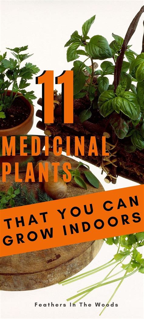 11 Medicinal Plants That Grow Well Indoors Medicinal Plants Growing