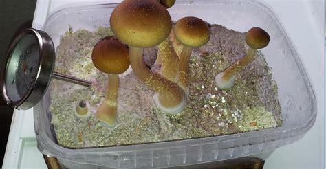 Psilocybin Mushroom Spores Kits