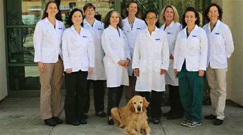 Veterinarians In Oakland Ca Vca Bay Area Animal Hospital