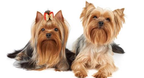 6 Things You Need To Know Before You Get A Yorkie The Doggy Home