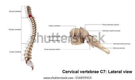 Cervical Vertebrae C7 Lateral View 3d Stock Illustration 556859413