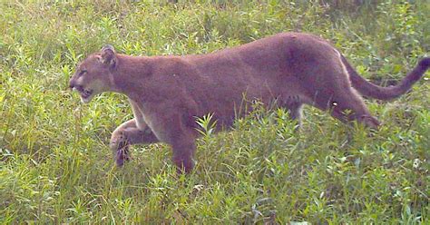 Update Dnr Confirms Two Cougar Sightings