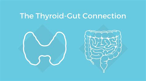 The Gut Thyroid Connection Functional Medicine