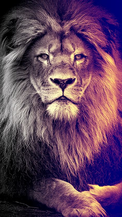Amazing Lion Wallpapers Top Free Amazing Lion Backgrounds