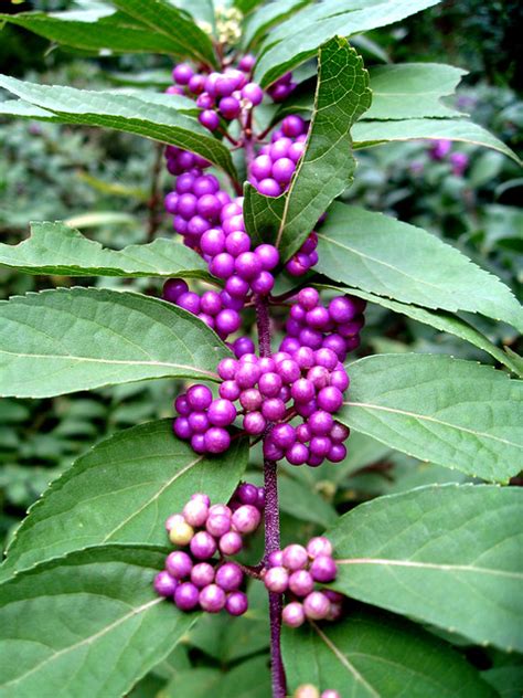 Purple Berries On A Vine Flickr Photo Sharing