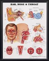 Images of Head Nose And Throat Doctor