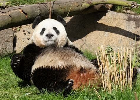 Edinburgh Zoo Panda Tian Tian Irish Mirror Online