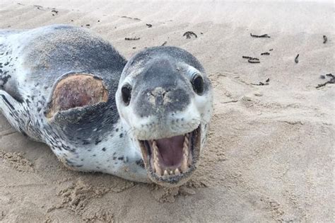 Leopard Seal After Being Wounded By A Shark Suspected Juvenile Great