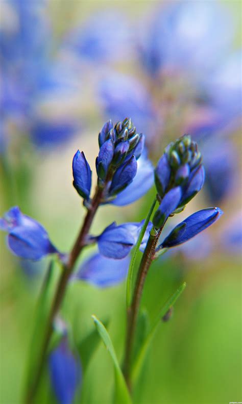 Corki Ultimate Blue Spring Flowers Illinois Blue Spring Flowers