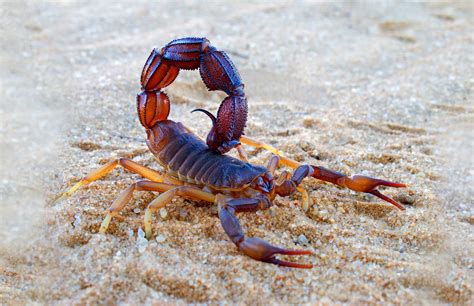Symbolic Meaning Of Scorpion And Scorpion Totem On Whats Your Sign