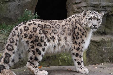 Snow Leopard Cubs Andmum Snow Leopard Pictures Leopard Pictures Snow Leopard