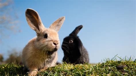 How To Look After A Rabbit Behavioural Tips Blue Cross