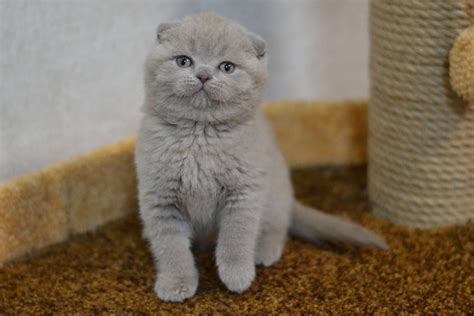 Cats For Sale Kitten For Sale Scottish Fold Kittens Litter Training
