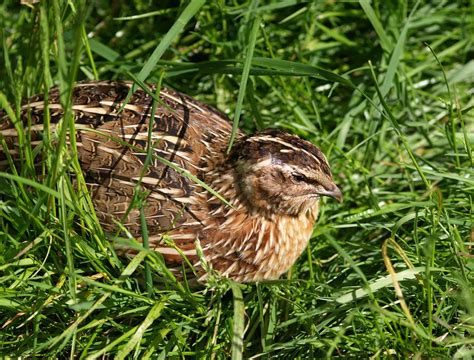 Wachtel is a surname of german origin, meaning quail. Wachtel - Südtiroler Jagdverband