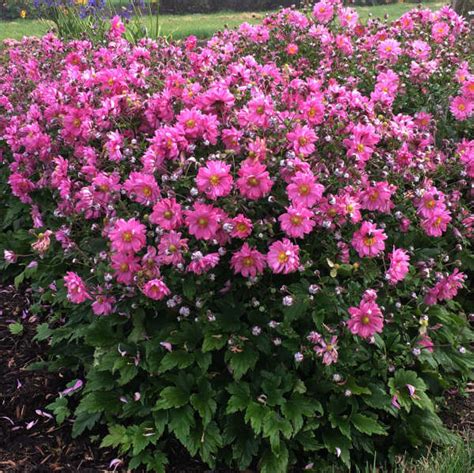 Photo Essay New Proven Winners® Perennials For 2019 Perennial Resource