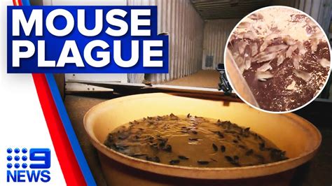 Australia's hopping mouse species are: Thousands of mice captured in giant water trap on NSW farm ...