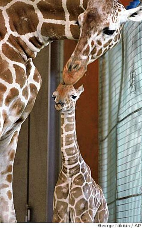 Sf Zoo Welcomes Newborn Giraffe
