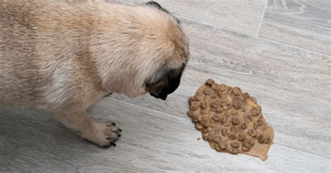 What Does It Mean When A Dog Throws Up Undigested Food