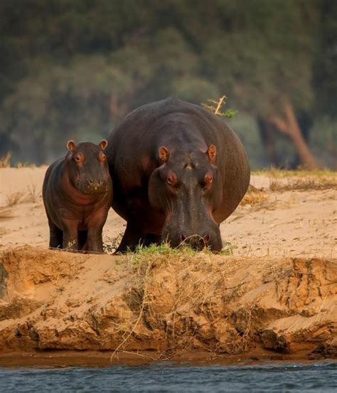 Hippopotamus African Wildlife Foundation
