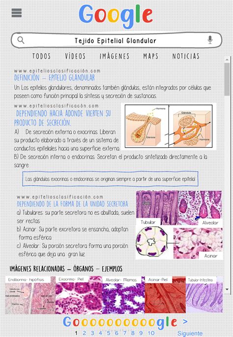 Infografia Tejido Epitelial Glandular Y Especializaciones S T U D Y W I T H A R T Tejido