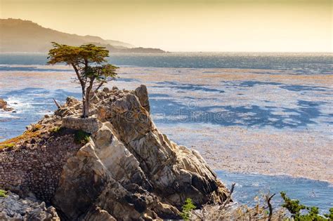 View Of Famous Lone Cypress Tree In Pebble Beach California Editorial
