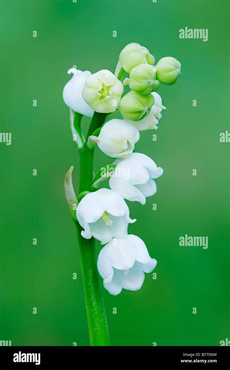 Lily Of The Valley Convallaria Majalis Schleswig Holstein Germany