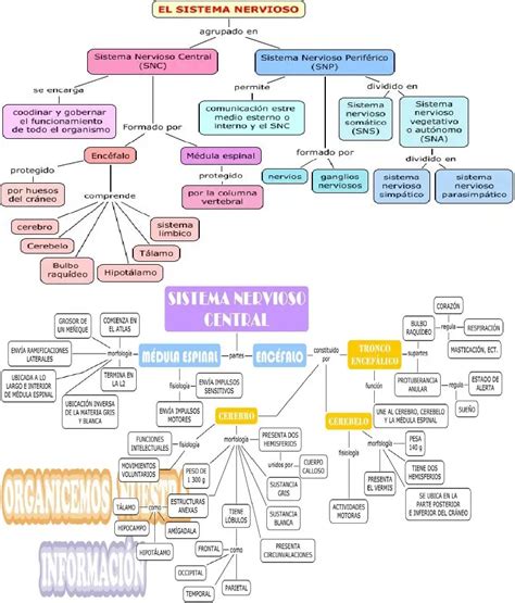 Diversidad Sexual Mapa Conceptual Vioso My Xxx Hot Girl