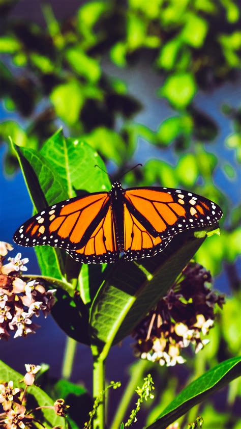 Monarch Butterfly Aesthetic Wallpapers Wallpaper Cave