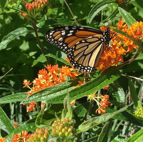 You can add to your garden's beauty by planting flowers, shrubs and trees that provide food and shelter for birds and butterflies. 10 flowers to attract bees and butterflies - Chatelaine