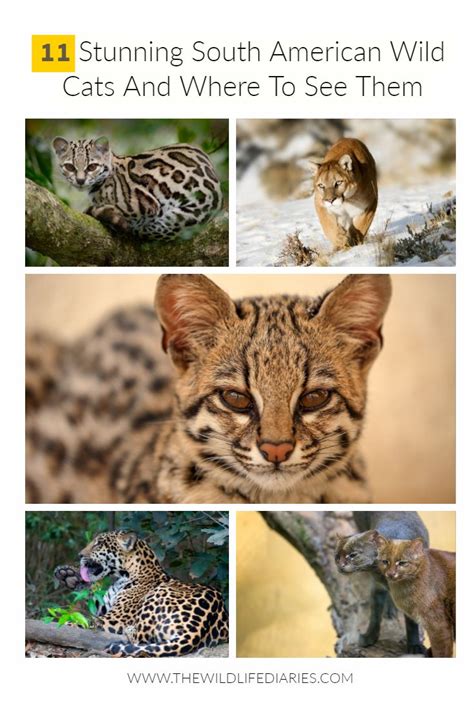11 Stunning South American Wild Cats Wild Cats South America South