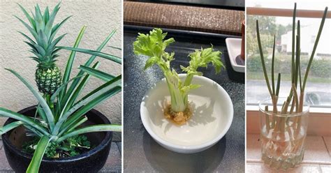 The Best Fruits And Vegetables You Can Regrow From Scraps