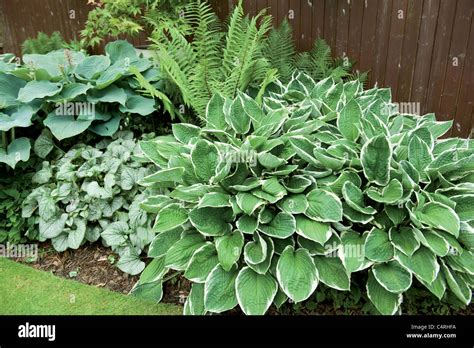 A Selection Of Hostas And Ferns Stock Photo Alamy