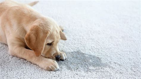How To Get Dog Vomit Stain Out Of A Carpet Storables