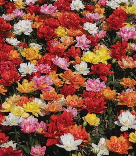 10 New Tulip Varieties For A Beautiful Spring Color National Garden