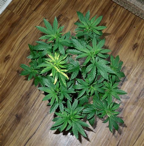 Hammers perpetual Grow journal. | Page 63 | International Cannagraphic