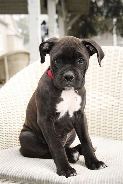 When you search boxer puppies for sale near me, you will get an enjoyable and rewarding buying experience from us. Boxer Mix Puppies For Sale In Nc | Top Dog Information