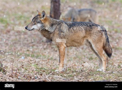 Italian Wolf Canis Lupus Italicus Captive Animal Standing On The