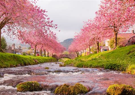Gambar Pemandangan Indah Bunga Sakura