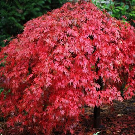 Acer Palmatum Dissectum Ever Red Dwarf Red Japanese Maples