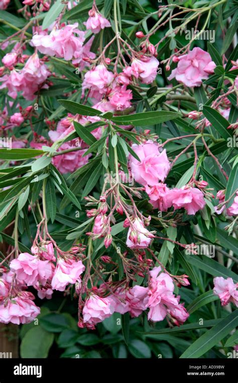 Nerium Oleander Double Pink Form Stock Photo Alamy