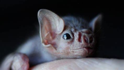 Vampire Bats Now Feasting On Human Blood Fox News