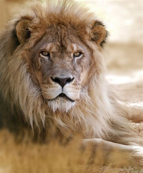 90 Lion Names And Meanings Pethelpful