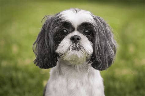 To how long your dog is going to live, and. Shih Tzu - Everything You Need To Know About Owning A ...