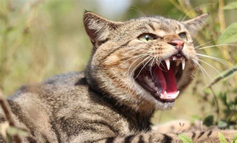 Feral Animal Numbers Often A Wild Guess Uc Researchers