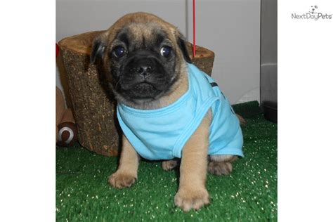 Browse photos and descriptions of 1000 of illinois pug puppies of many breeds available right now! Chicago "MUGSY" Pug Mix | Pug puppy for sale near Chicago, Illinois | 5808eabe-d511